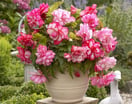 Upgrade Your Space With Diverse Range of Tubers